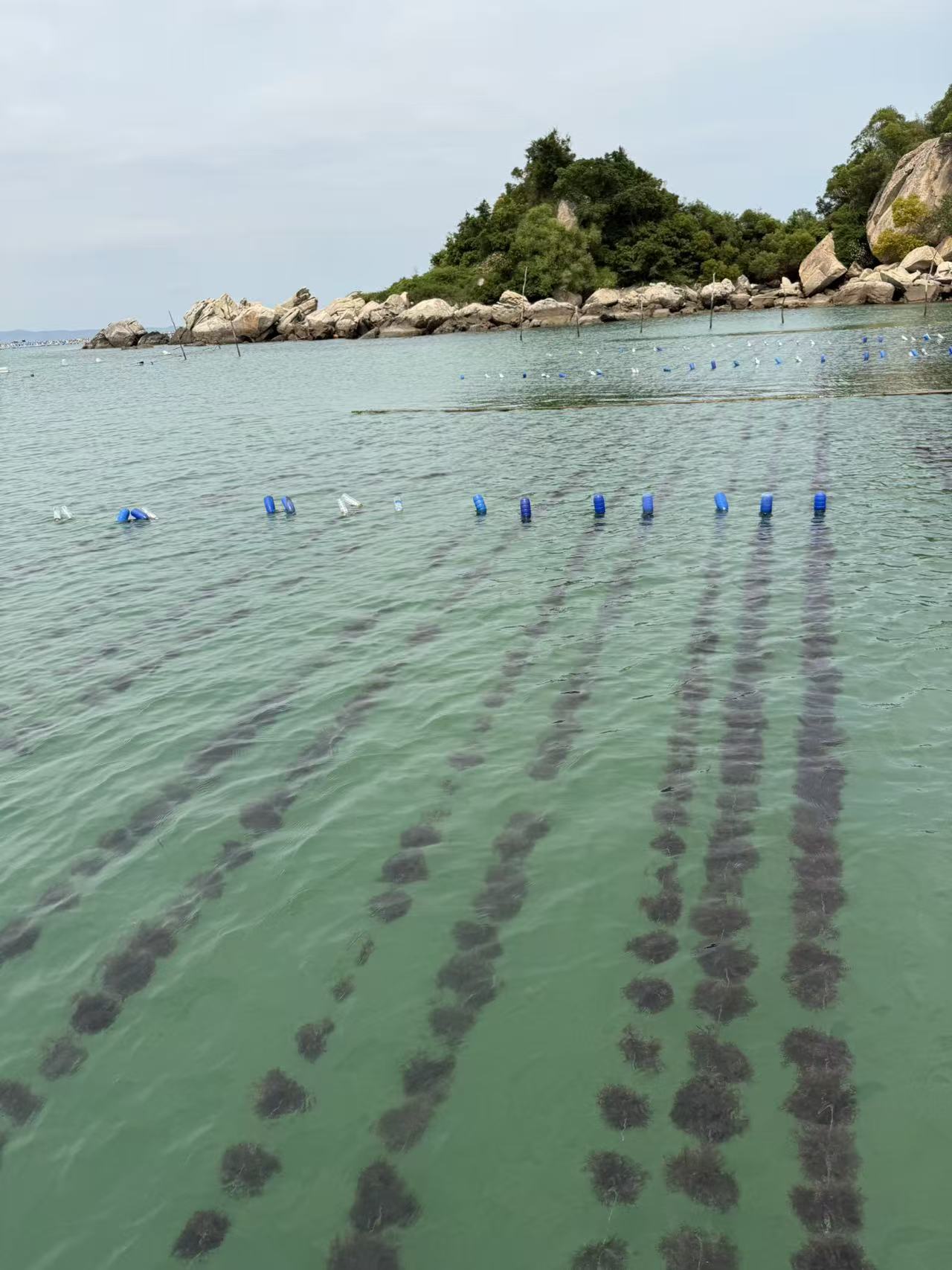 海藻养殖线