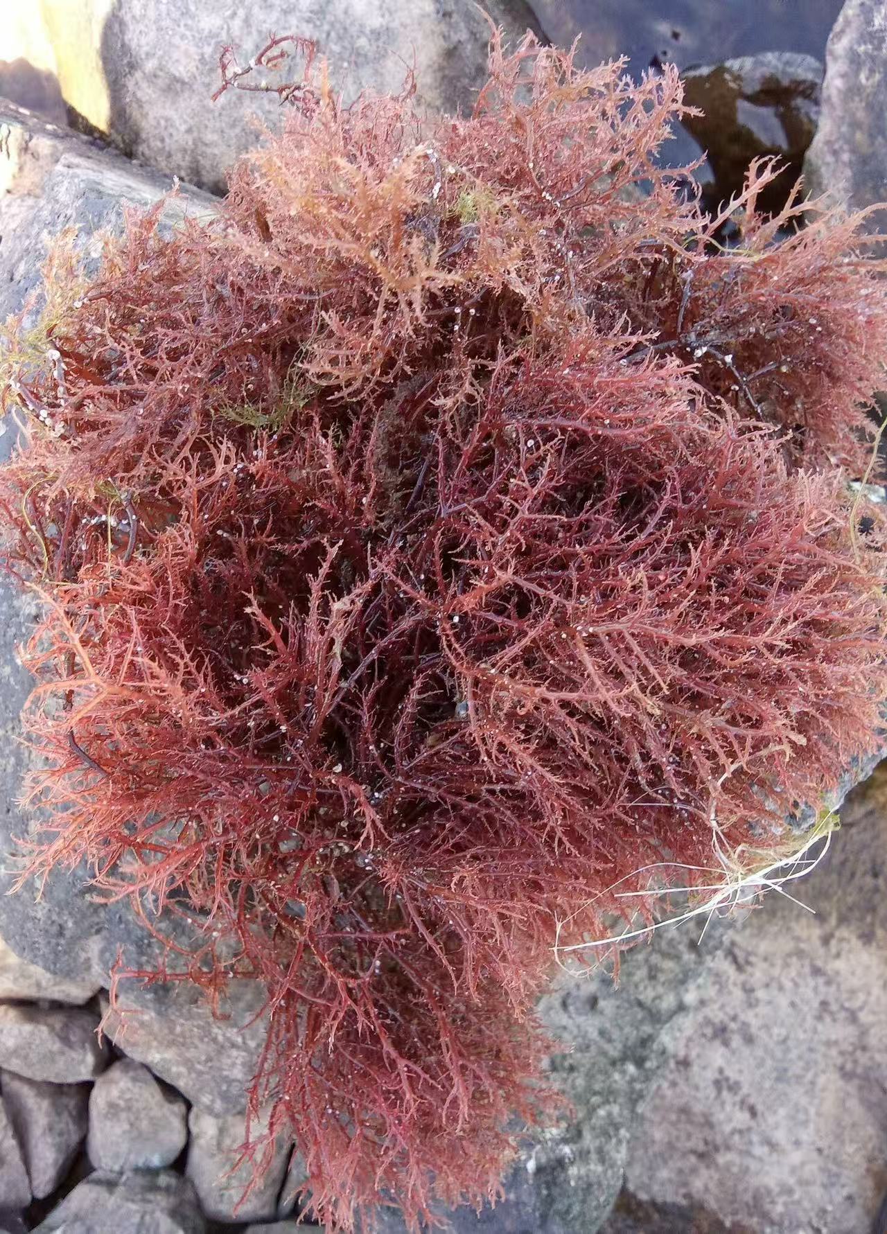 Jellylulu 海藻基地海岸